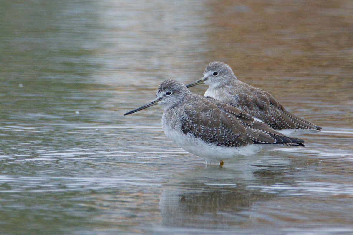 ביצנית עקודה - ML648128920