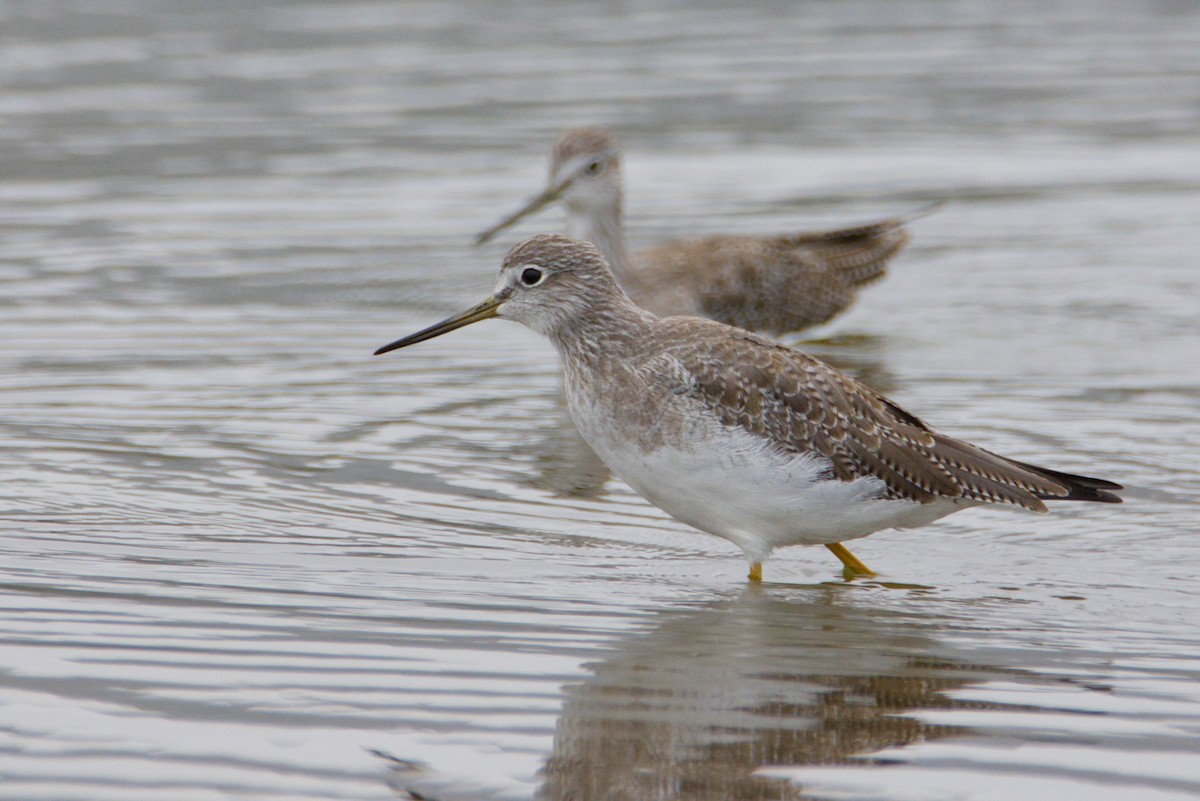 ביצנית עקודה - ML648128921