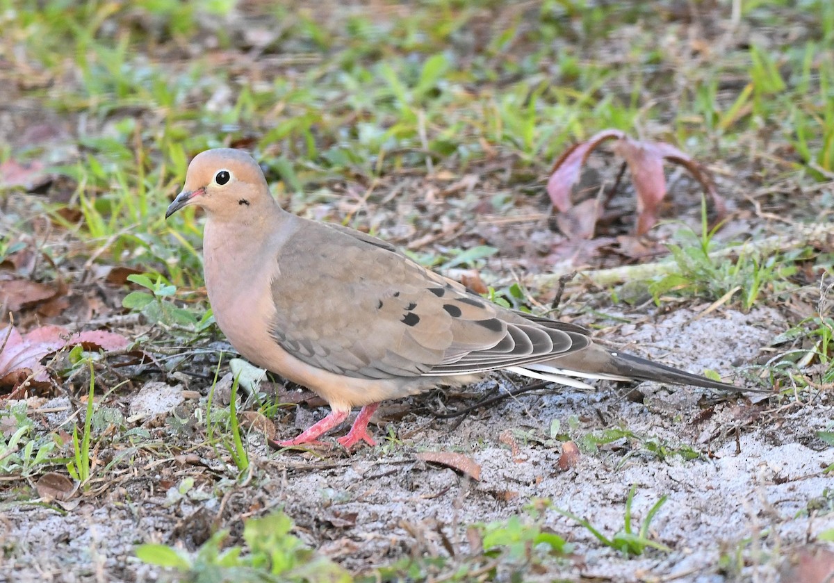 ナゲキバト - ML648130847