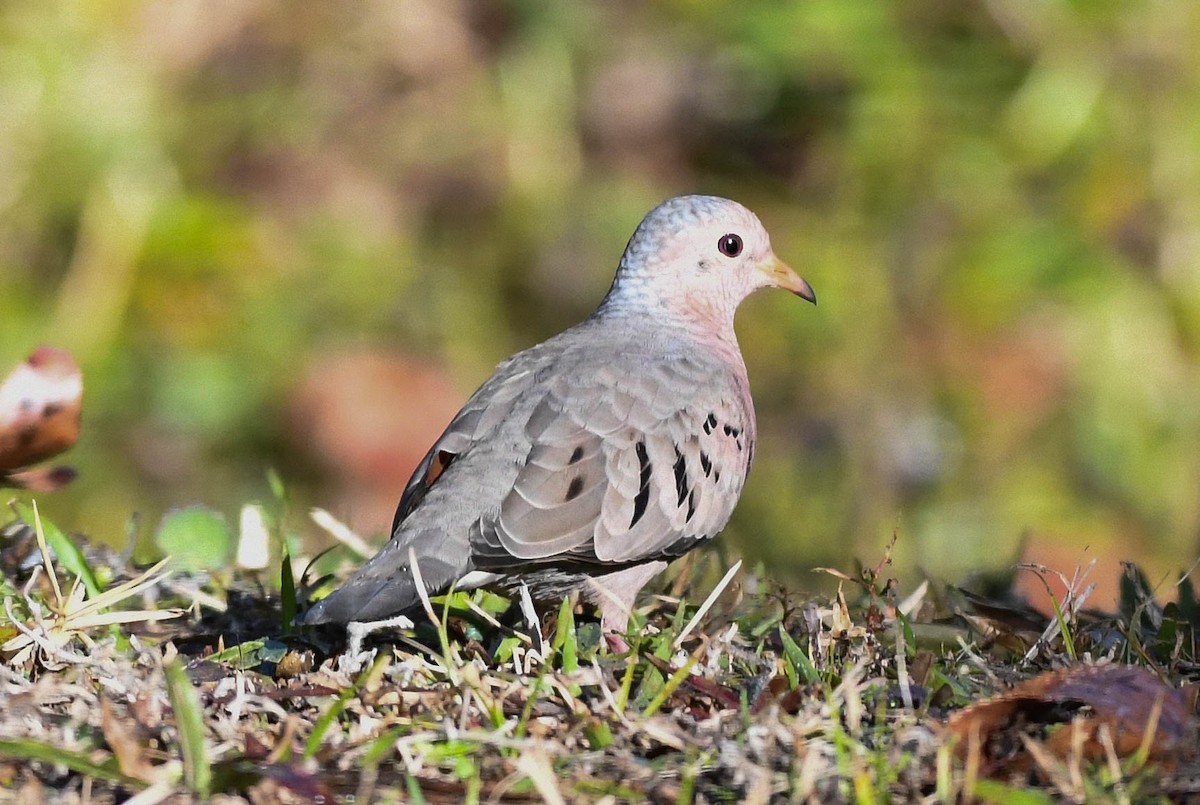 Common Ground Dove - ML648130858