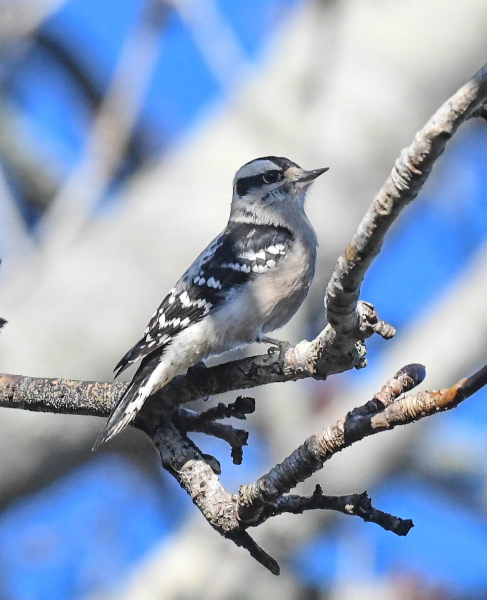 セジロコゲラ - ML648130876