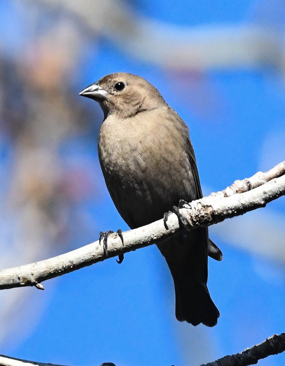 コウウチョウ - ML648130879