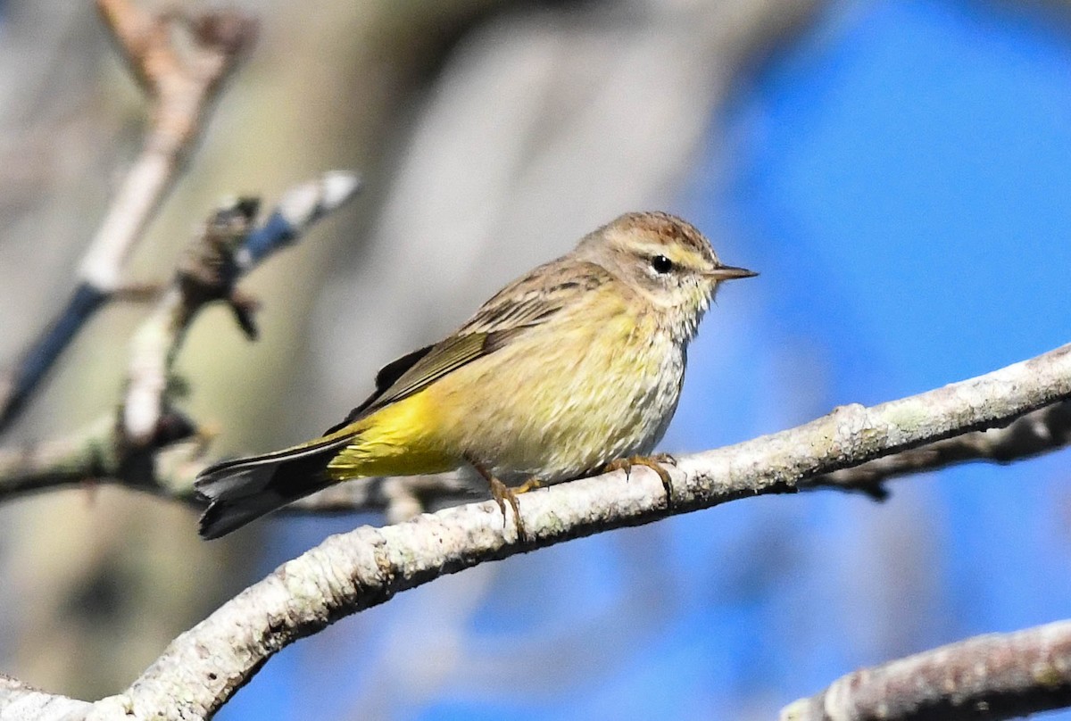 ヤシアメリカムシクイ - ML648130893