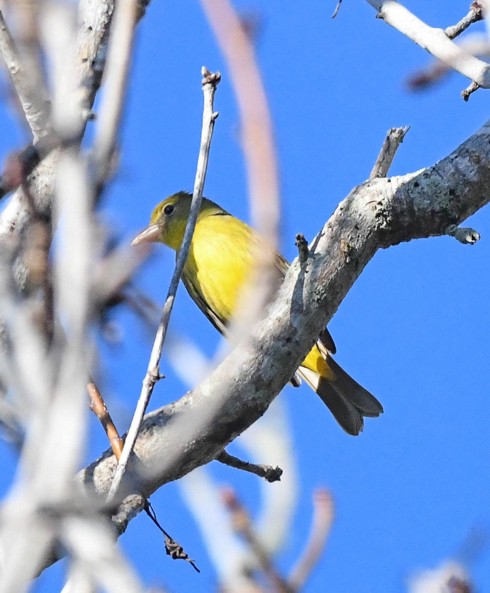 ナツフウキンチョウ - ML648130898