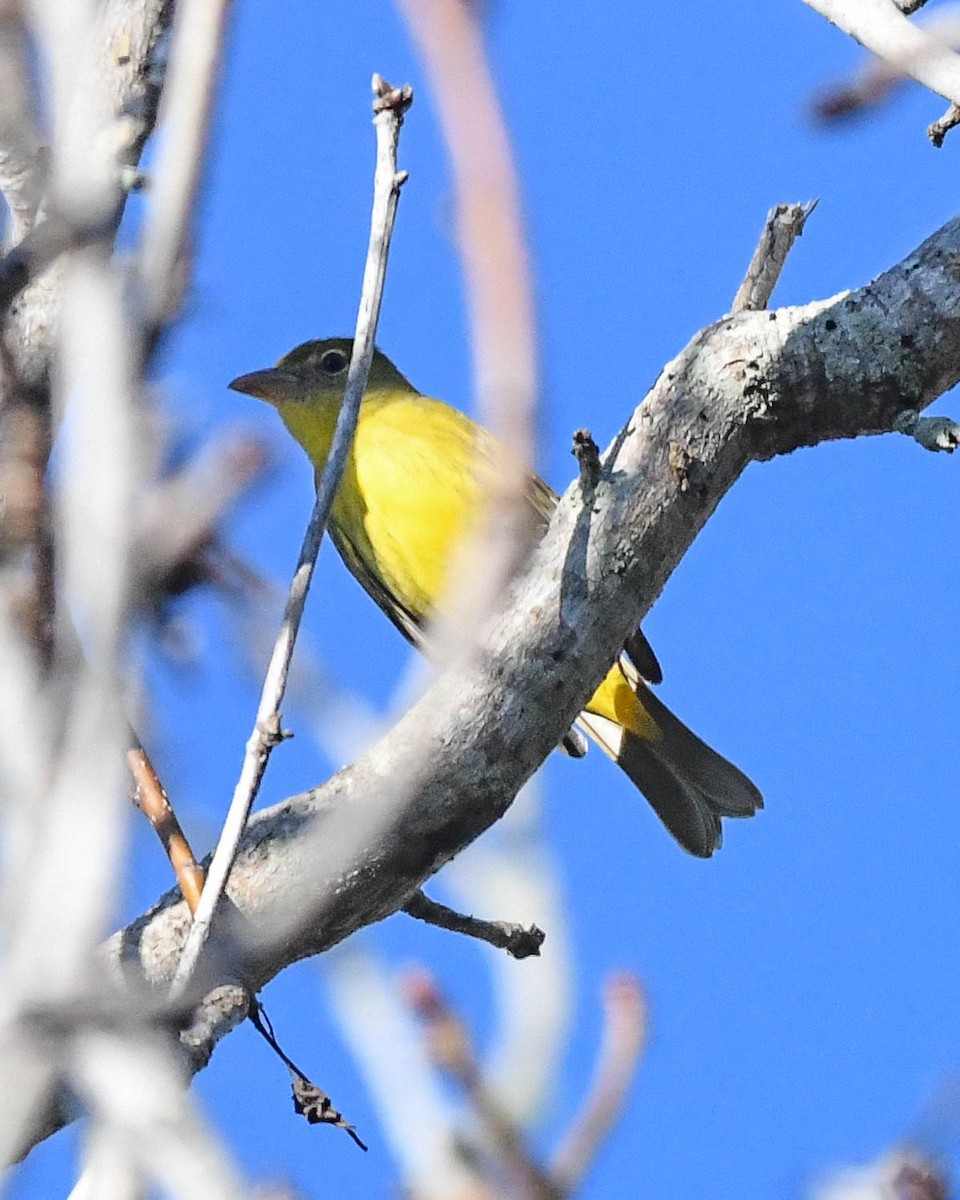 ナツフウキンチョウ - ML648130905