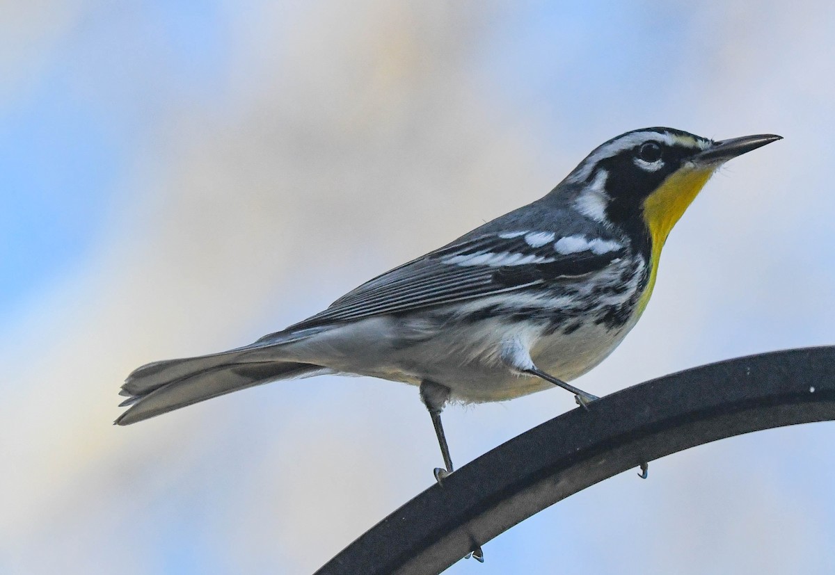 キノドアメリカムシクイ - ML648130946