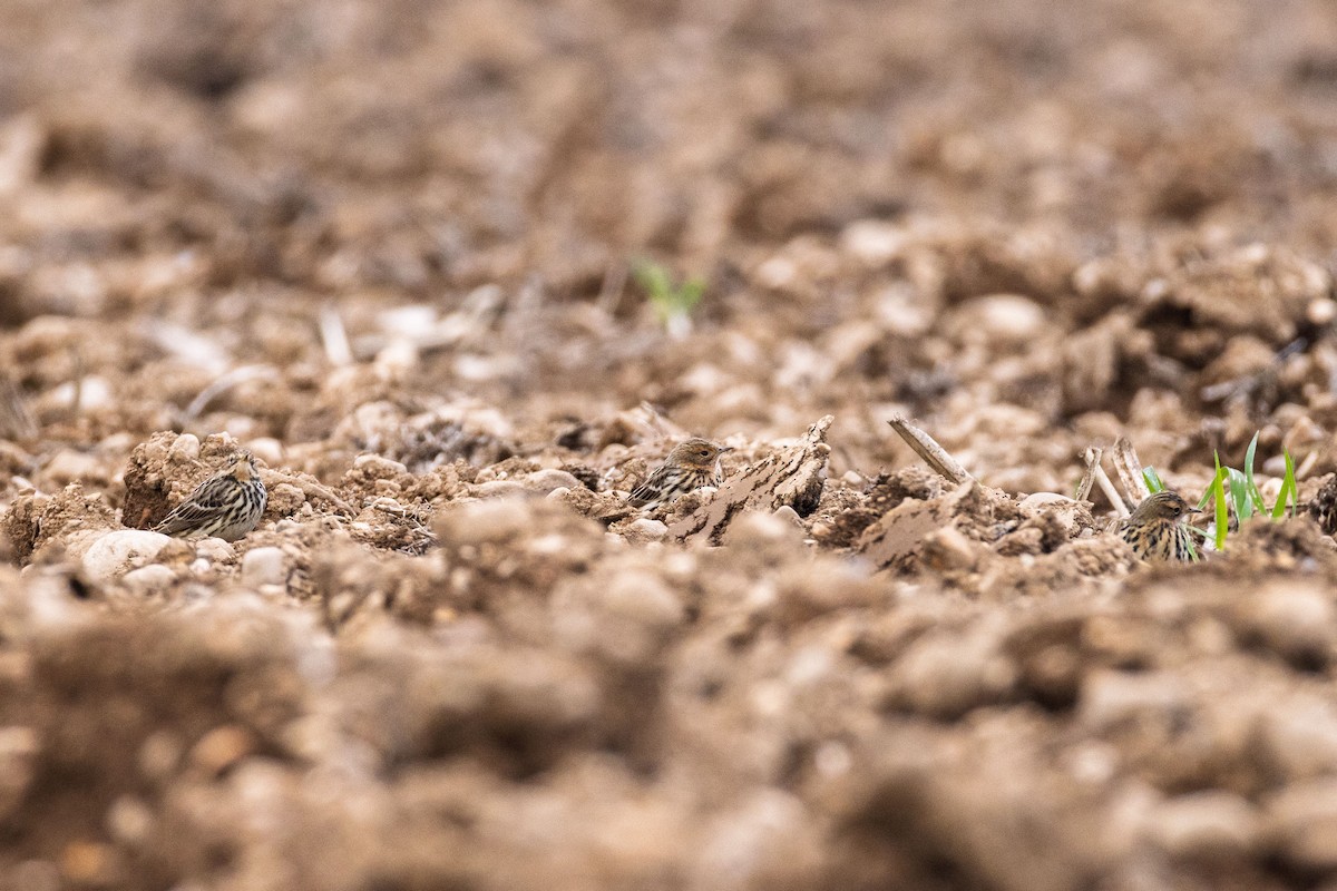 Red-throated Pipit - ML648131495