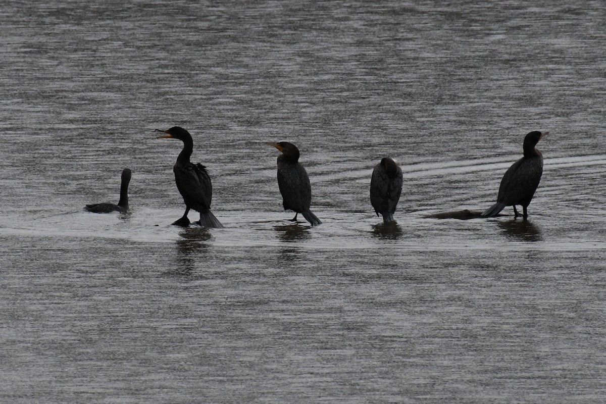 Ohrenscharbe - ML648131848