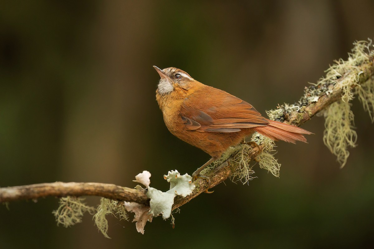 White-browed Spinetail - ML648132064