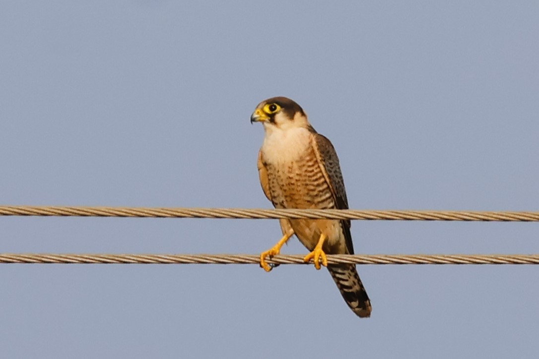 Турумти - ML648132601