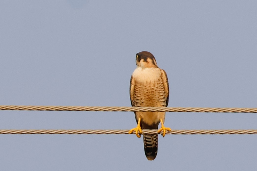 Турумти - ML648132602