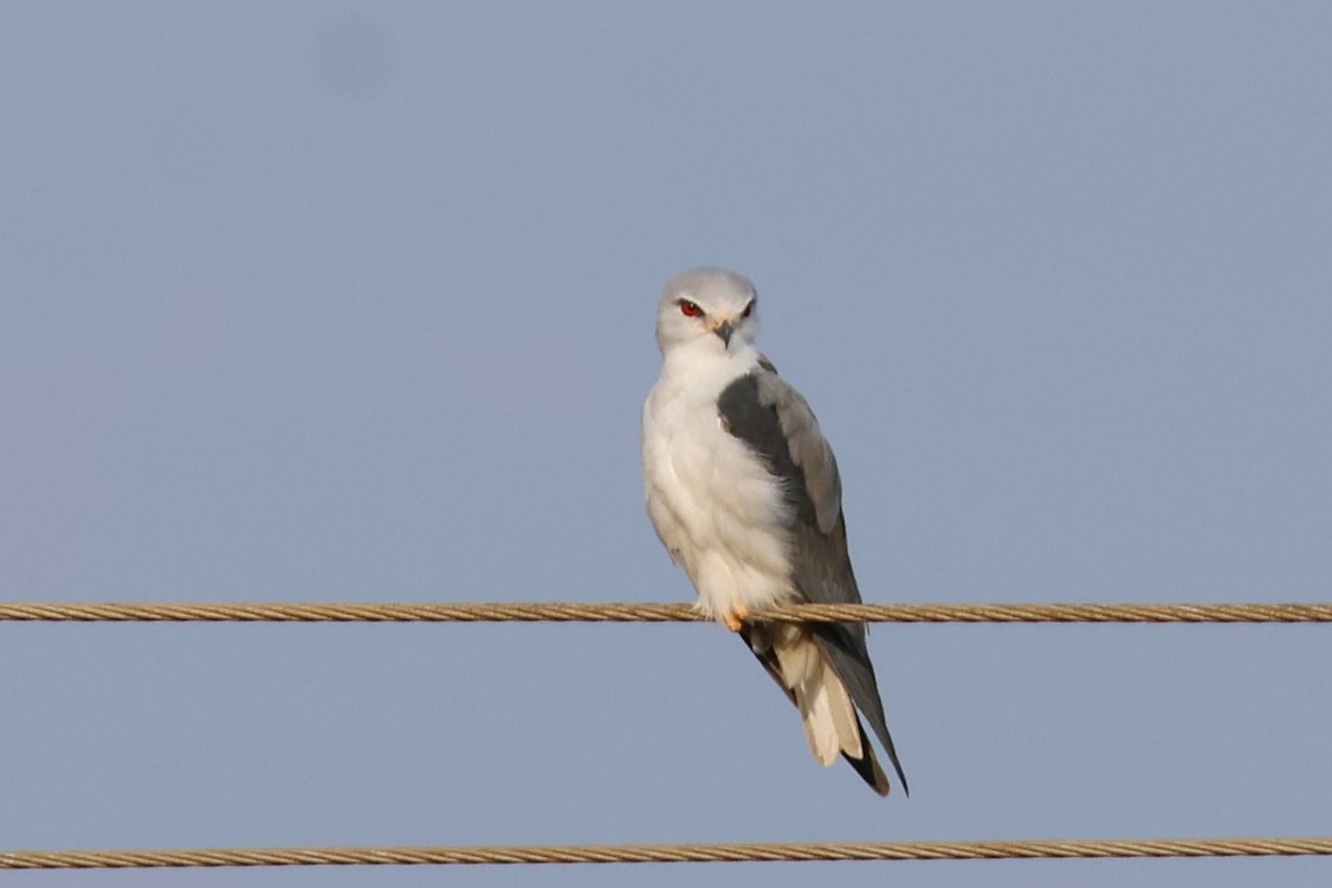 Дымчатый коршун - ML648132617