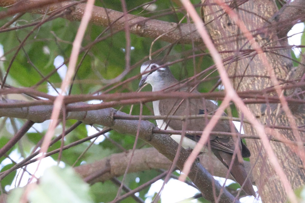 Белогрудая лесная горлица - ML648132886