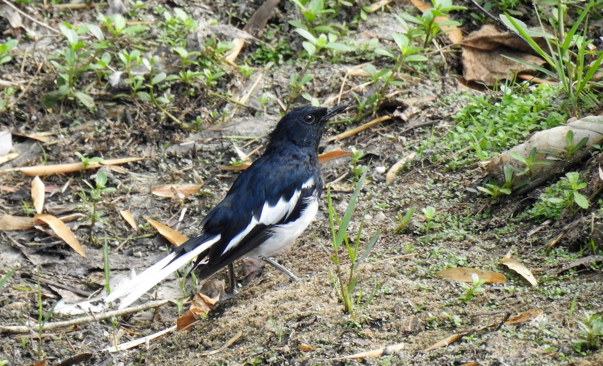 Oriental Magpie-Robin - Anonymous