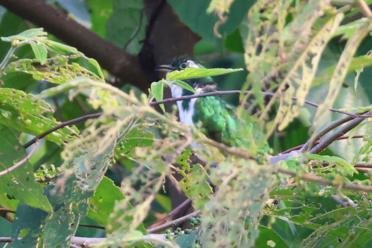 Белобрюхая кукушка - ML648133133