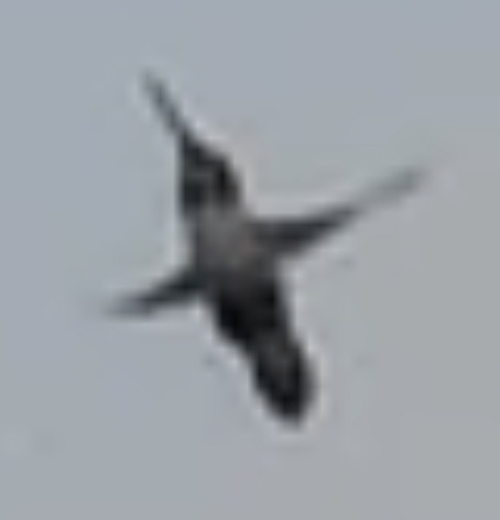 Anna's Hummingbird - ML648133432