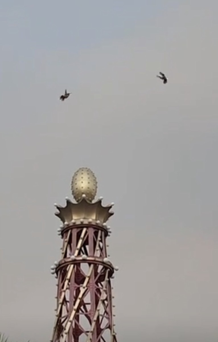 Anna's Hummingbird - ML648133433