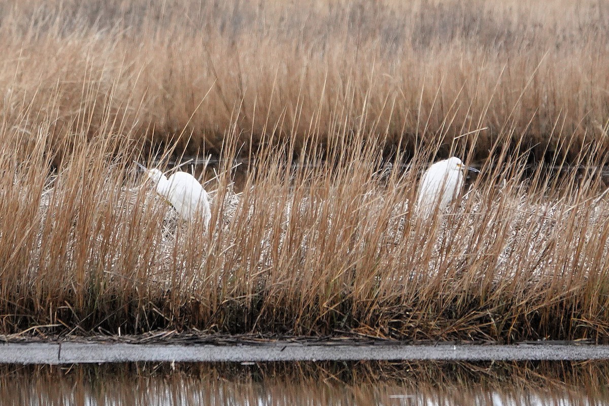 volavka bělostná - ML648133478