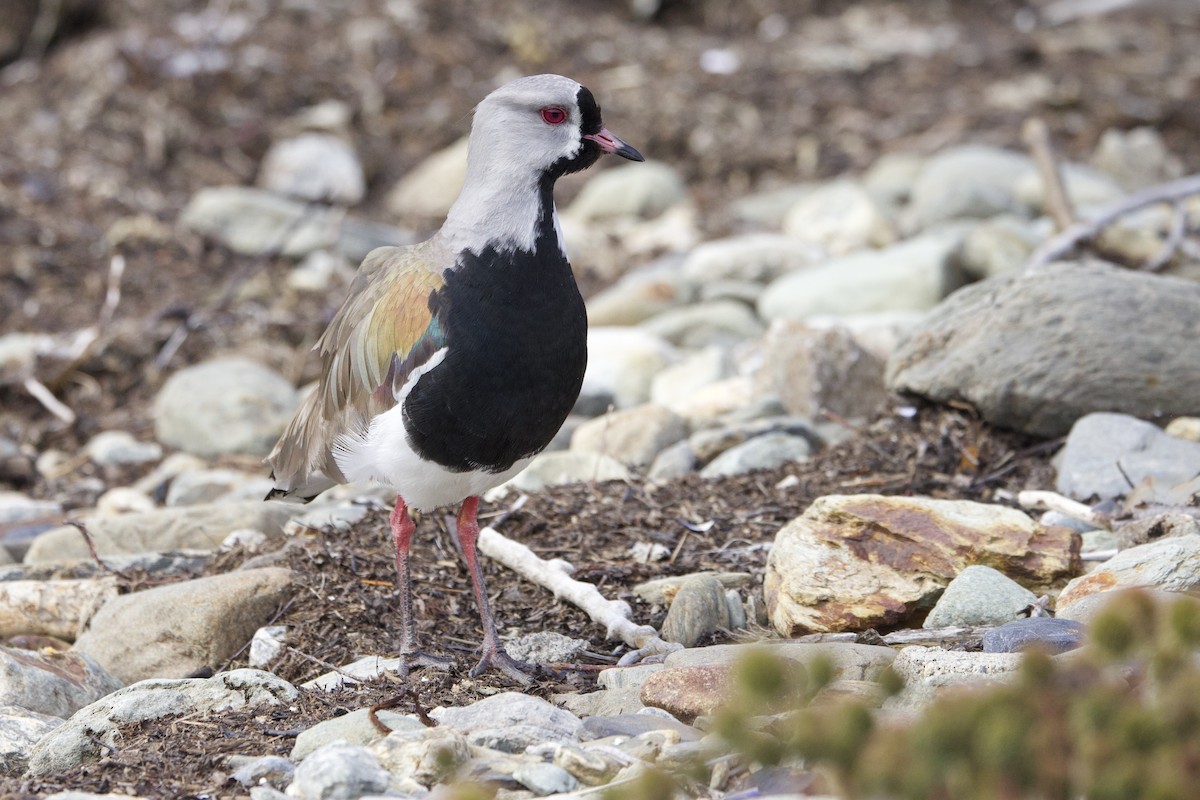 Southern Lapwing - ML648133645