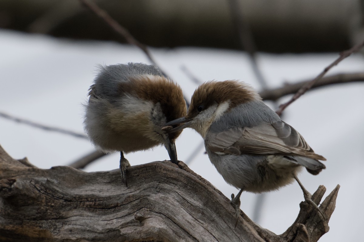 Brown-headed Nuthatch - ML648133824