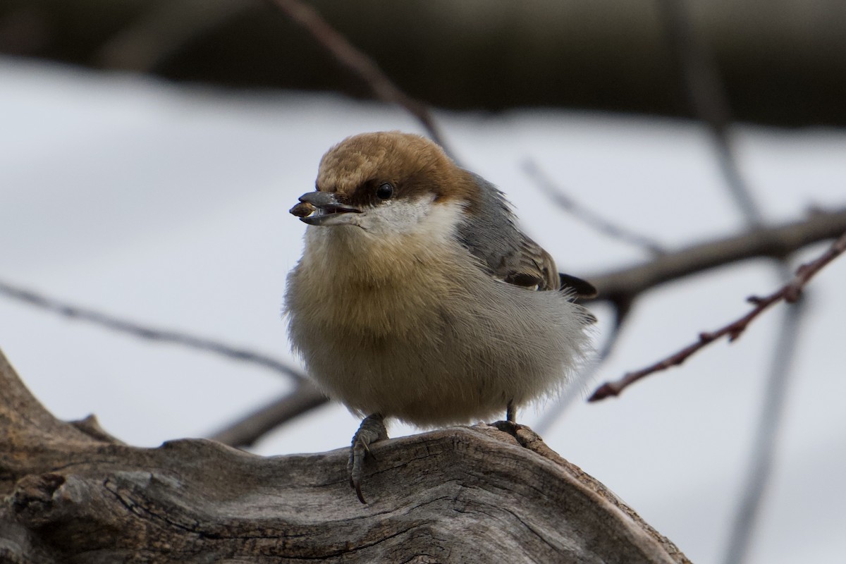 Brown-headed Nuthatch - ML648133825