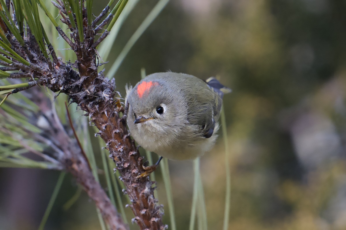 מלכילון אמריקני - ML648133905