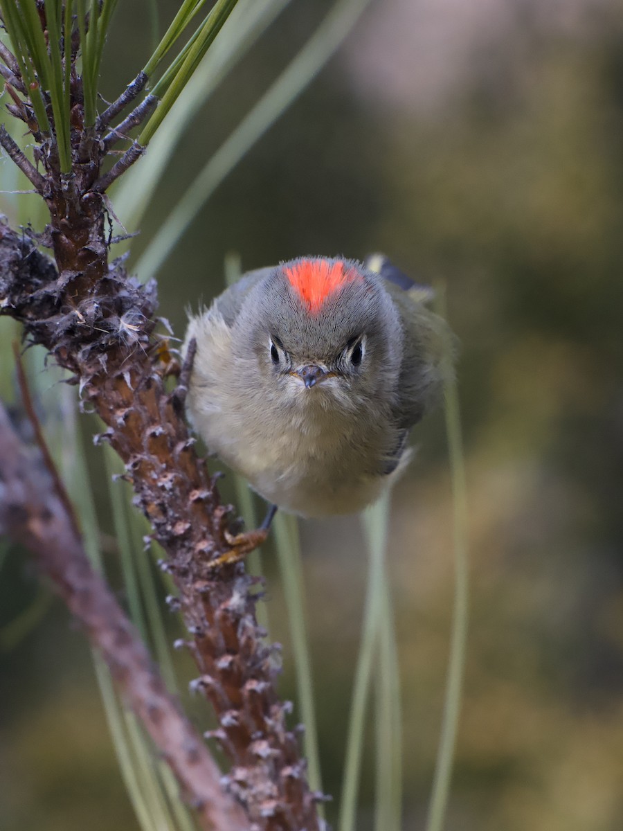 מלכילון אמריקני - ML648133956