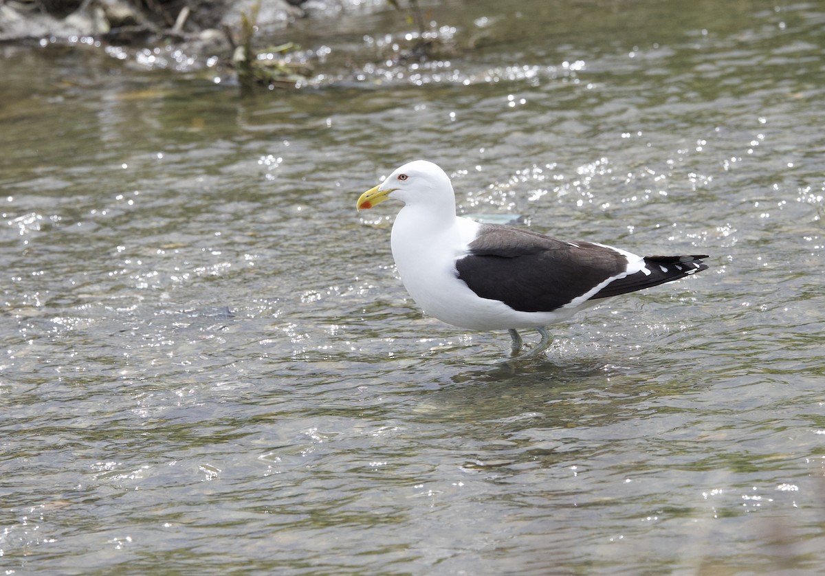 Kelp Gull - ML648133995