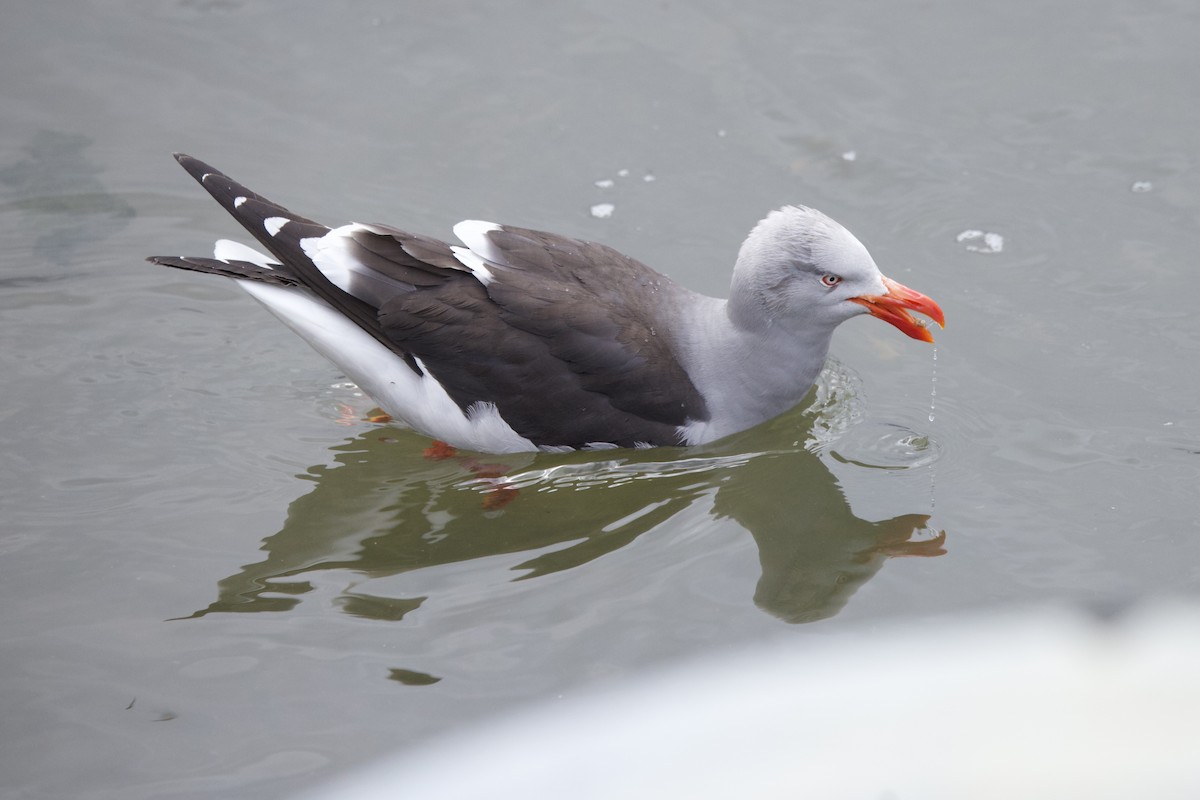 Dolphin Gull - ML648134012