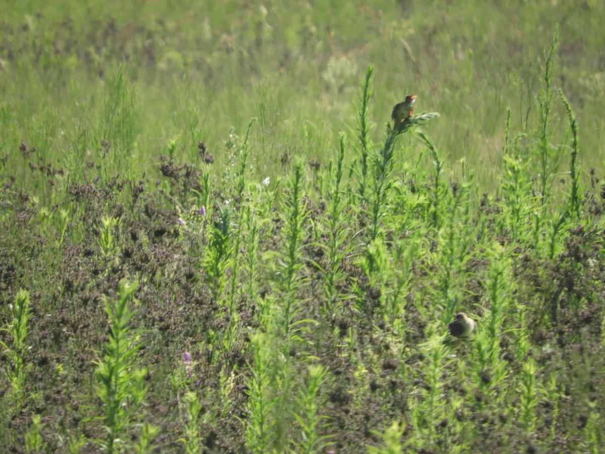 Bobolink - ML648134051