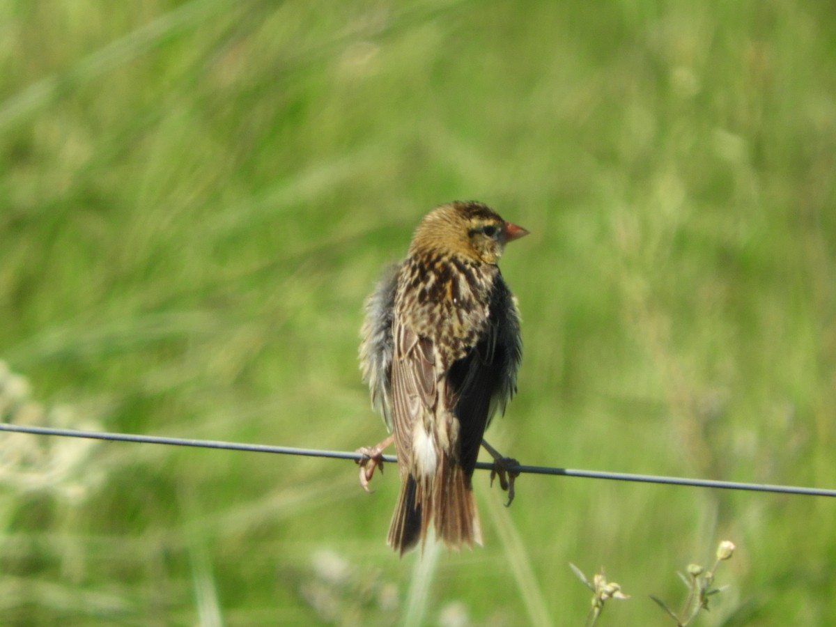 Bobolink - ML648134085