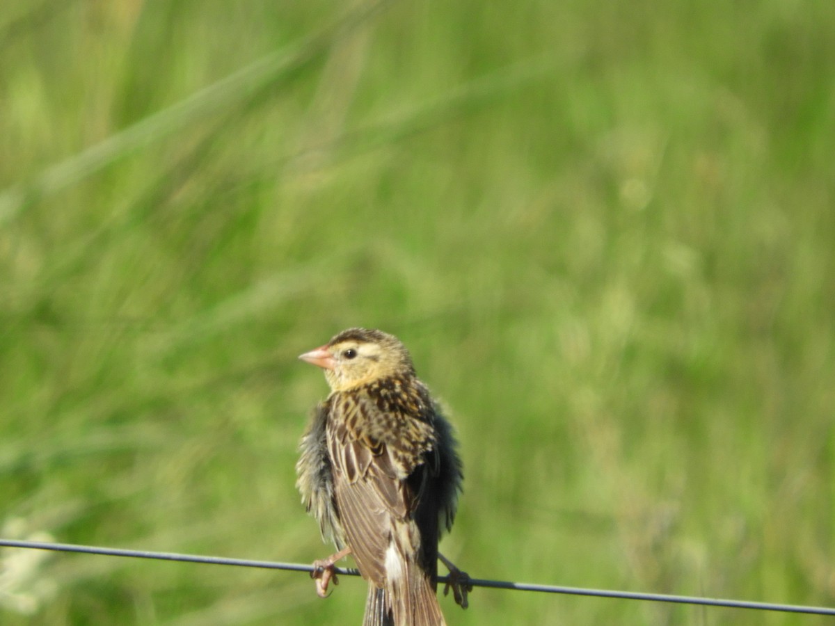 Bobolink - ML648134086