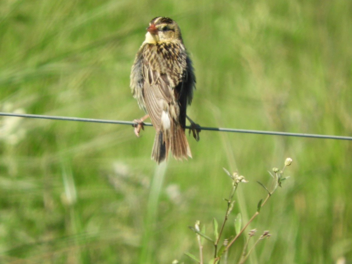 Bobolink - ML648134087