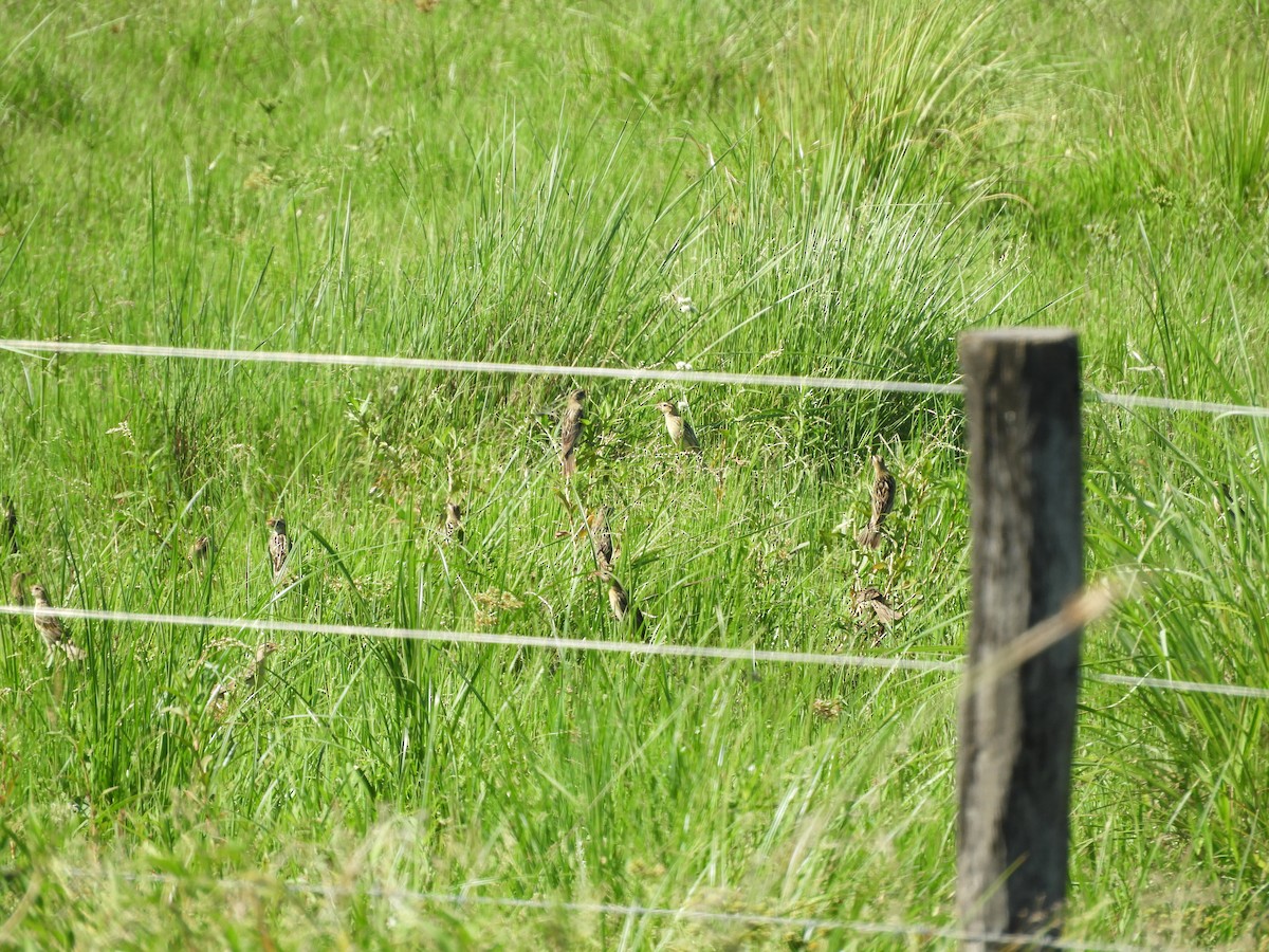 Bobolink - ML648134088