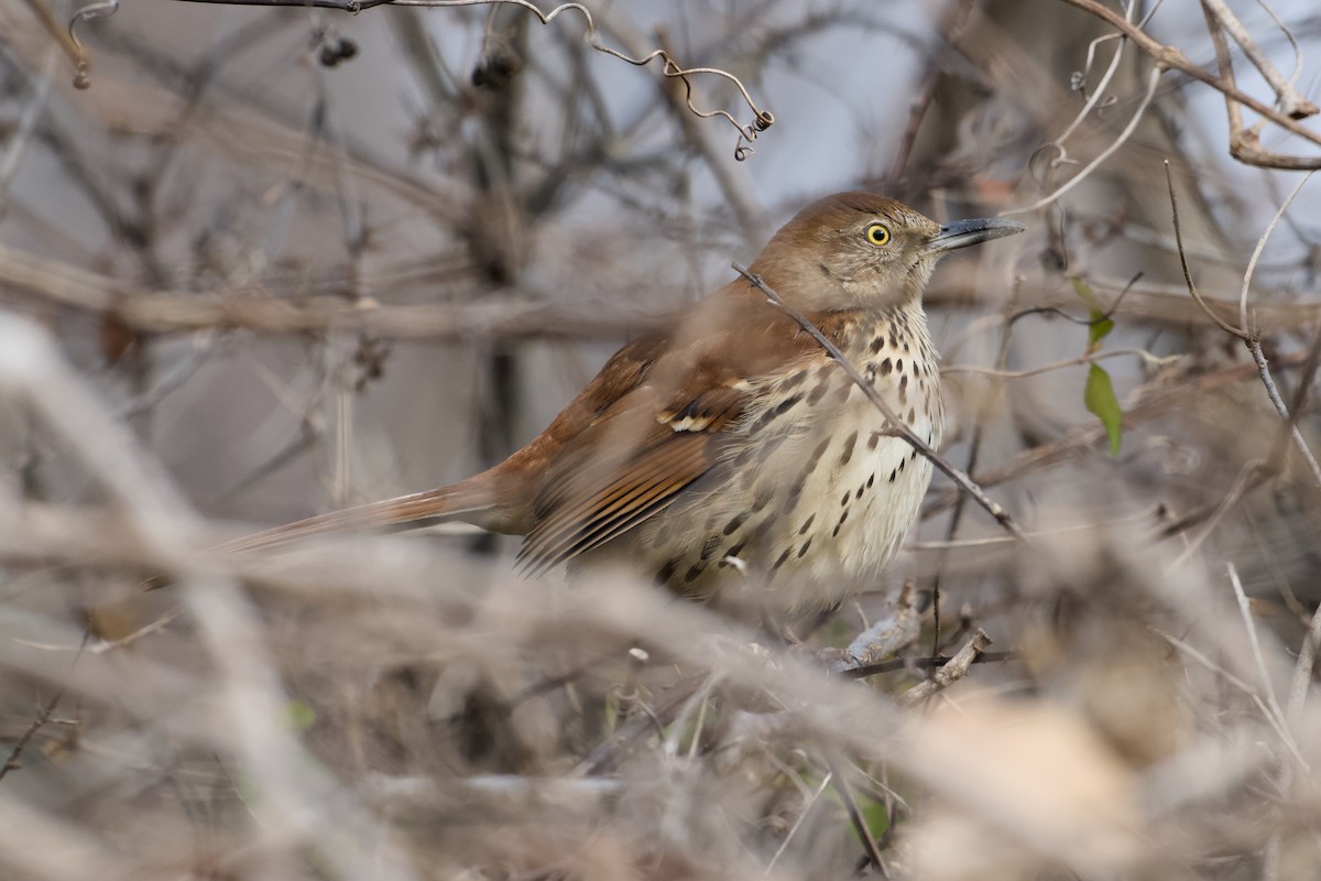 דשוש חום - ML648134116