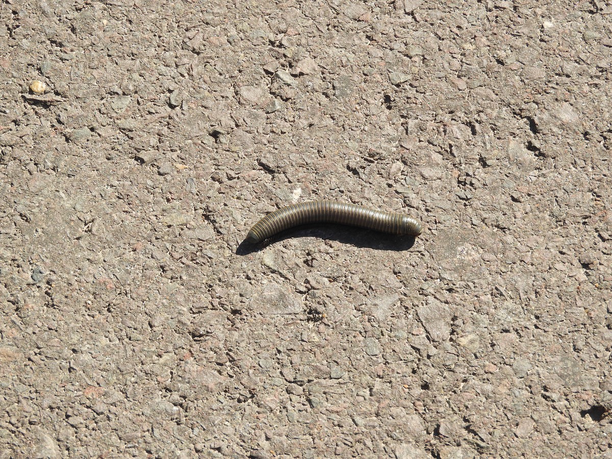 Animals - ML648134168