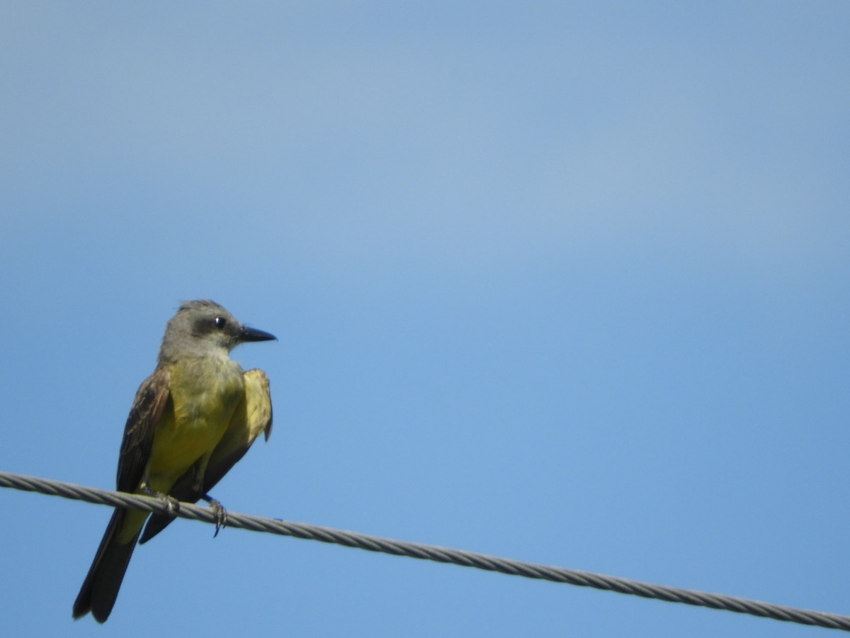 Tropical Kingbird - ML648134352