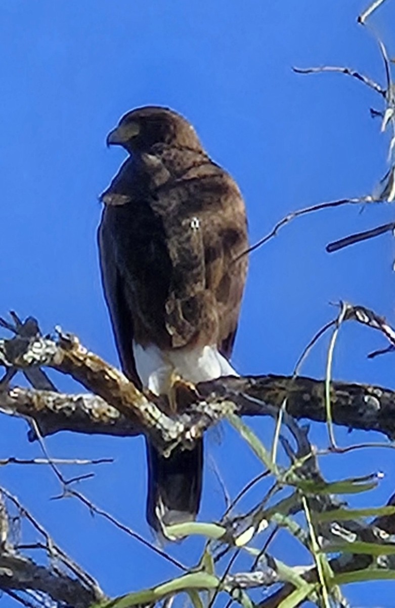 Buse de Harris - ML648134771