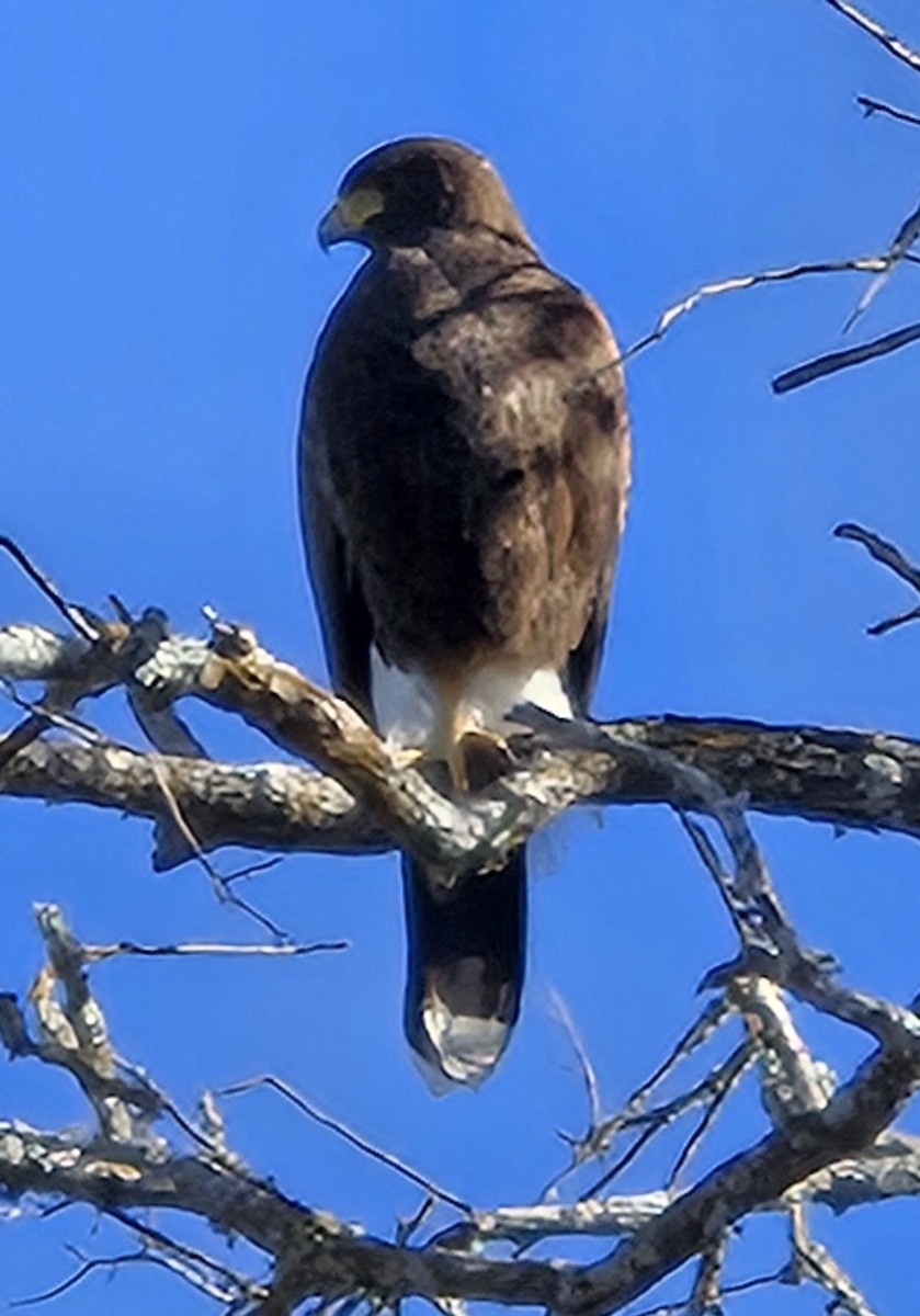 Buse de Harris - ML648134788