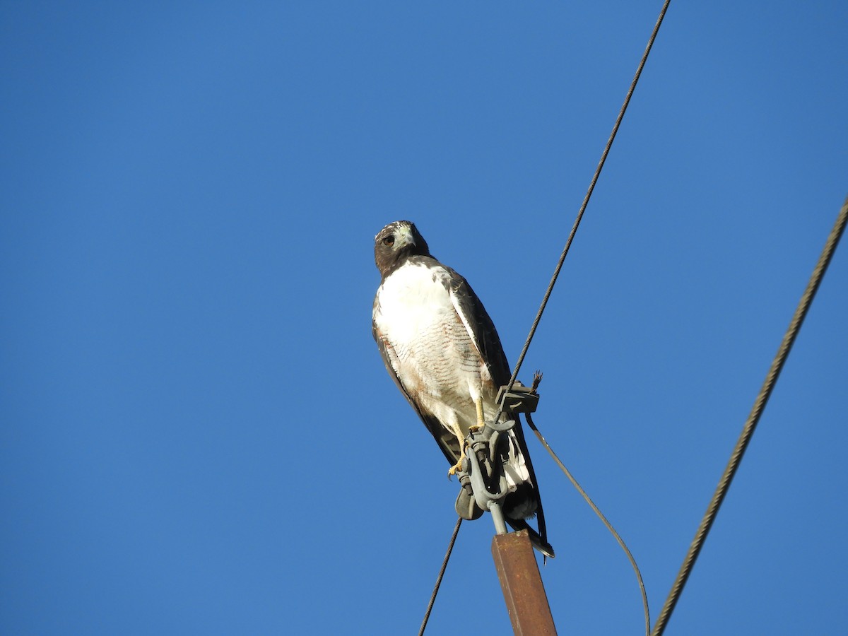 White-tailed Hawk - ML648134846