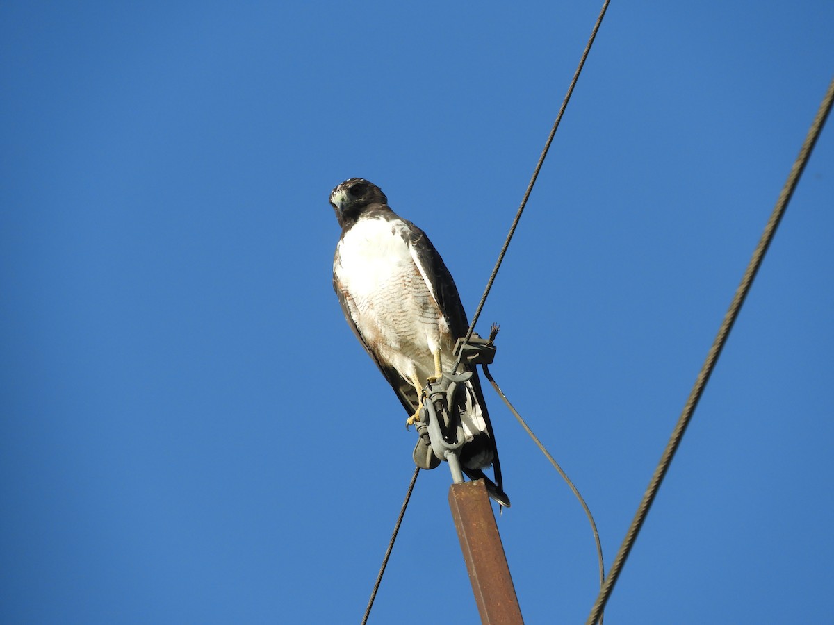 White-tailed Hawk - ML648134847