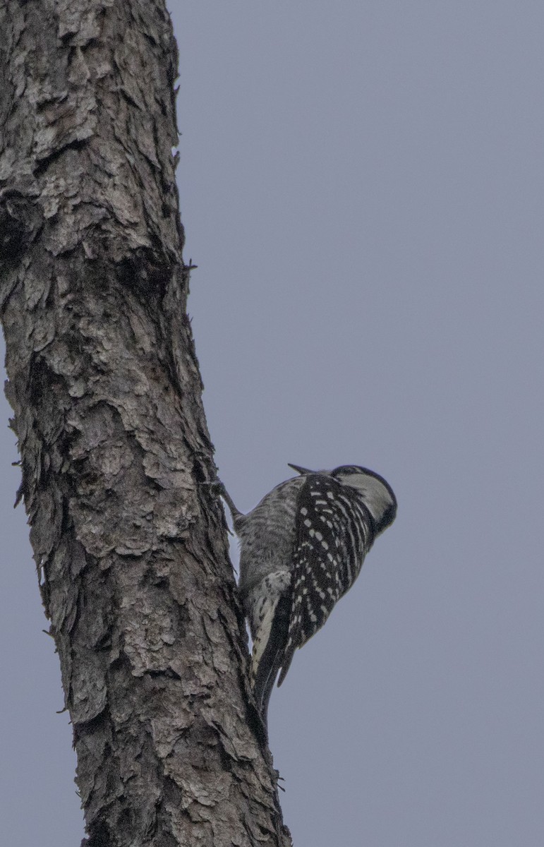Red-cockaded Woodpecker - ML648135065