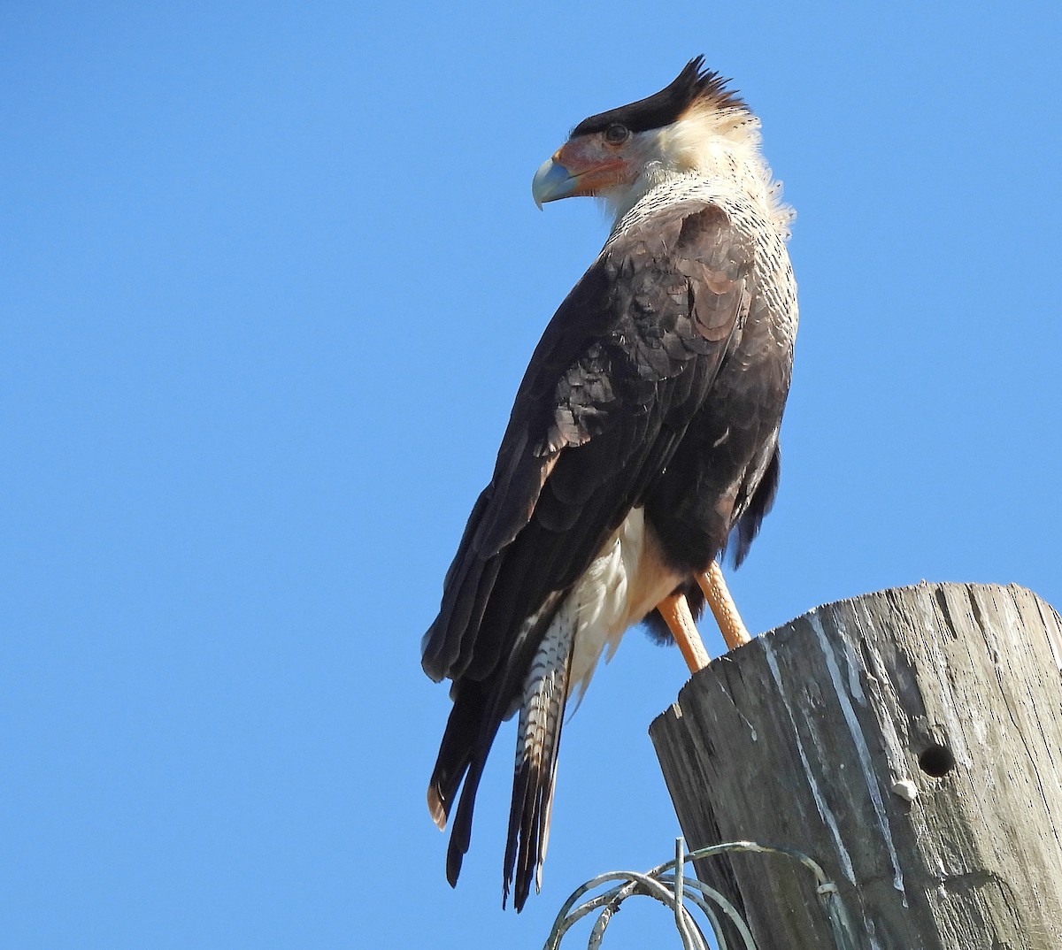 karančo jižní (ssp. cheriway) - ML648135978
