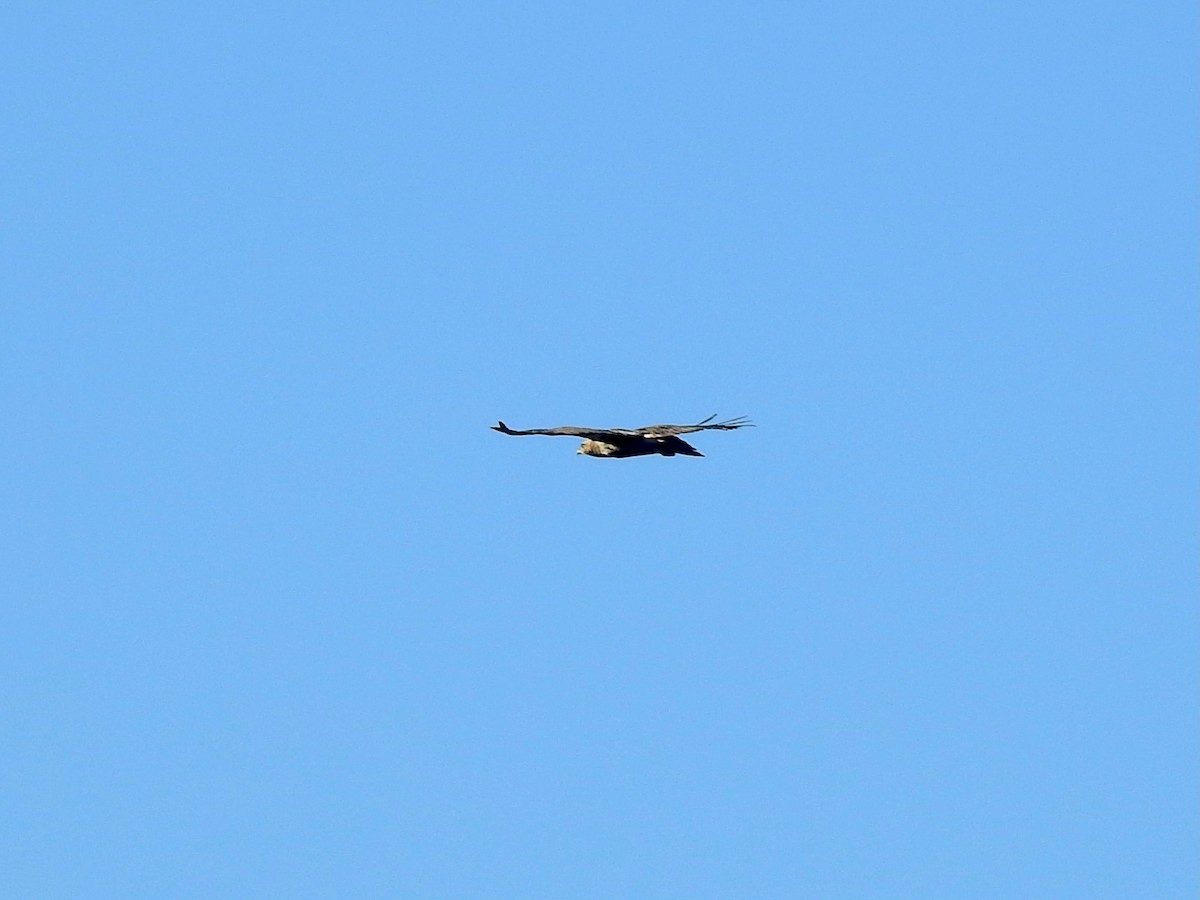 hawk sp. - ML648136063