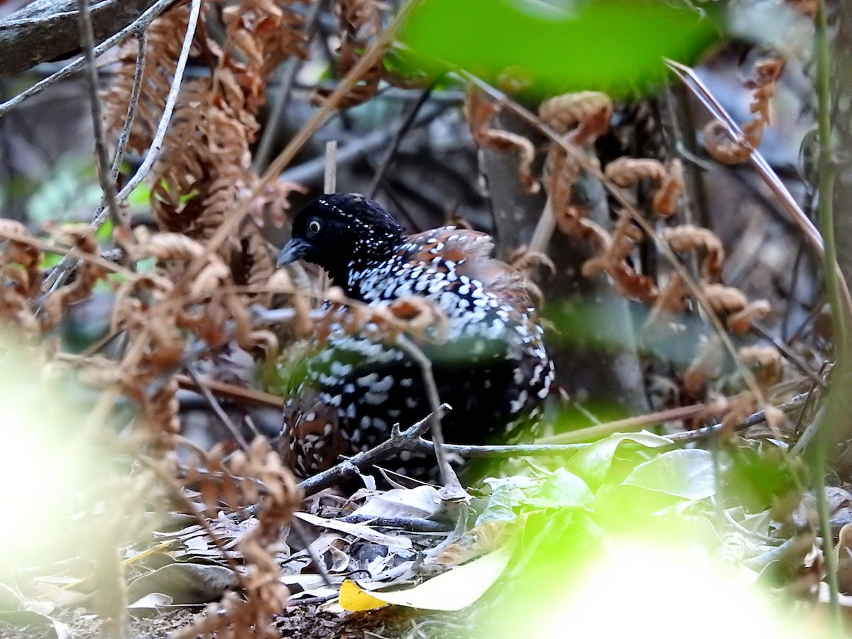 Триперстка чорновола - ML648136496