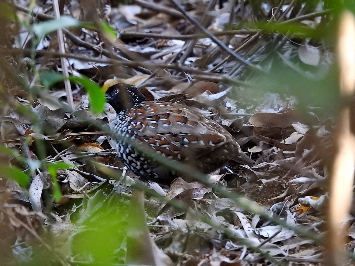 Триперстка чорновола - ML648136499