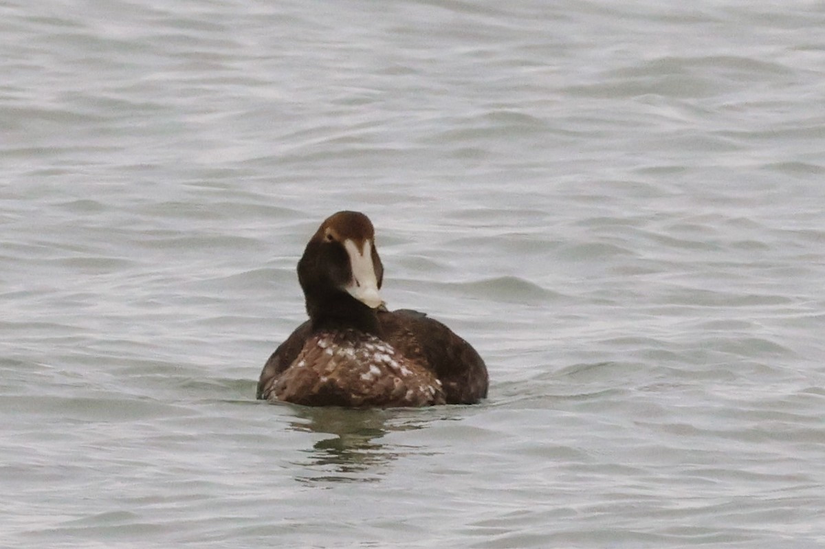 Гага - ML648137640