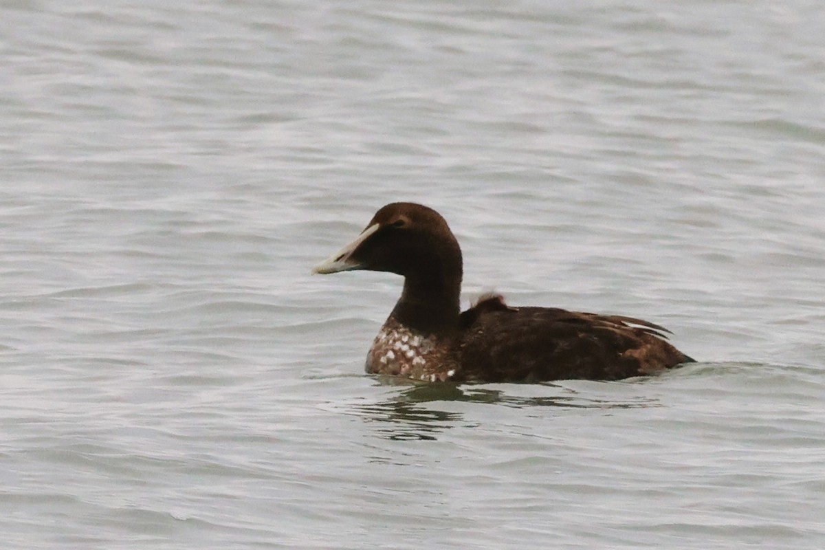 Гага - ML648137641