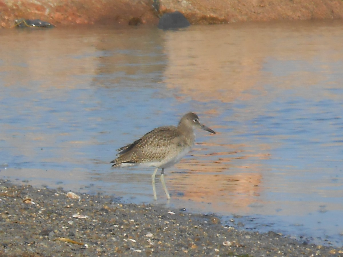 Willet (Eastern) - ML648137877