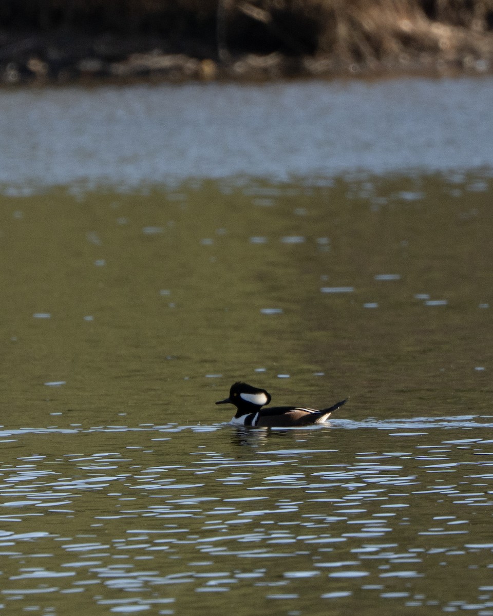 オウギアイサ - ML648138906